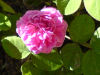 Damaszener Rose